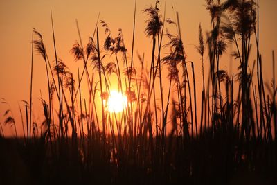 Plants growing on field at sunset