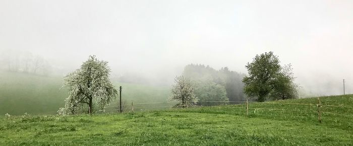 Trees on field against sky