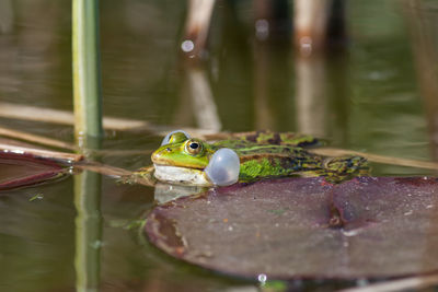 Close-up of frog swimming in water