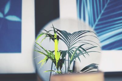 Close-up of potted plant at home