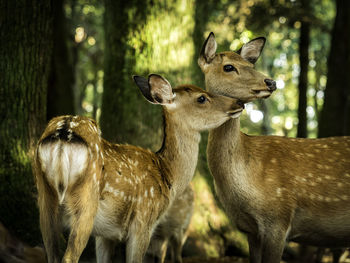 Deer in a forest