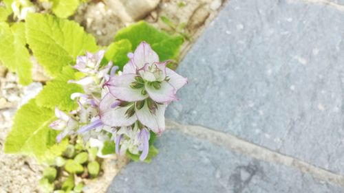 Close-up of pink flowers blooming outdoors