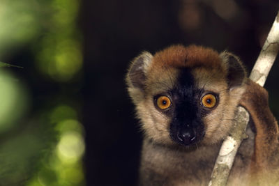 Close-up portrait of monkey