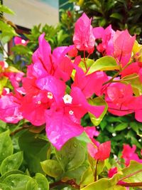 Close-up of pink flowering plant