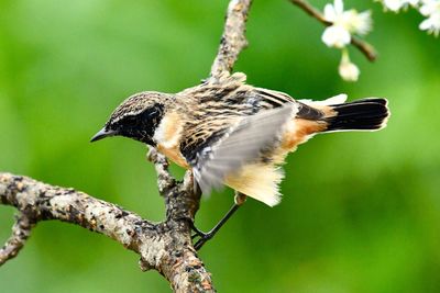 Close-up of bird perching on branch