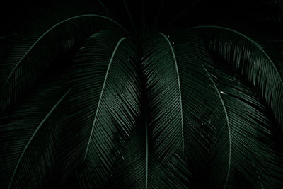 Palm leaves on dark background in the jungle. dense dark green leaves in the garden.