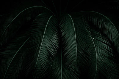 Full frame shot of palm tree leaves