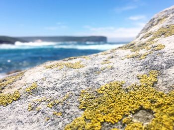 Close-up of lichen on rock by sea against sky