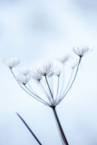 A dry plant in the snow delicately dusted with snow with a white background.