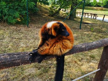 Monkey sitting on a tree