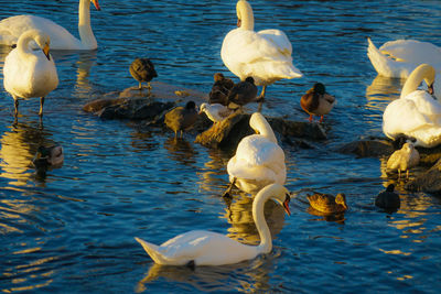 Swans swimming in lake