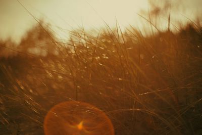 Close-up of wheat growing on field