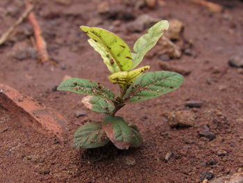 Close-up of plant