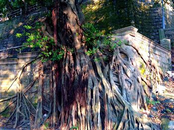 Plants and trees in front of building