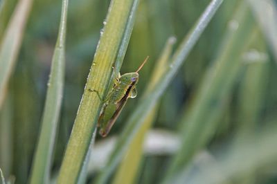 Close-up of wet grasshopper on grass during rainy season