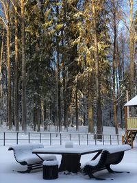 Snow covered trees on field