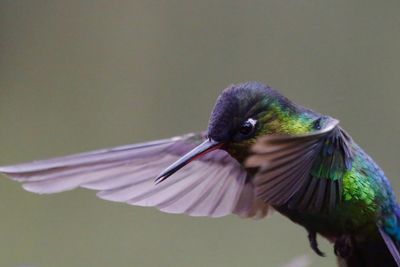 Close-up of bird flying against blurred background