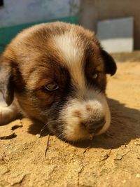 Close-up of a dog