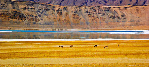 Flock of birds on landscape against mountain