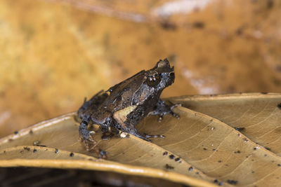 Close-up of insect on wood