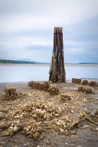 Wooden posts on rock in sea against sky