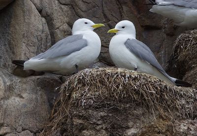 Close-up of birds perching on nest