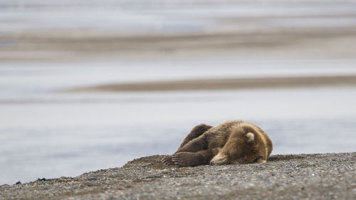 Grizzly bear resting at beach