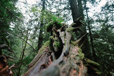 Low angle view of tree trunk in forest