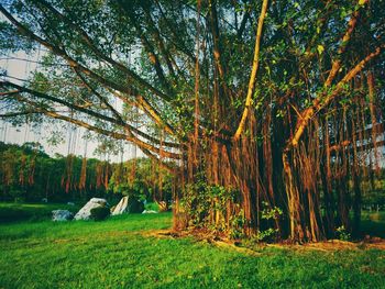 Scenic view of trees in forest