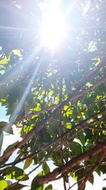 Low angle view of sunlight streaming through tree