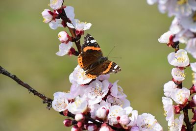 Close-up of butterfly pollinating on flower