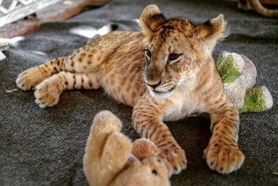 Lion cub lying down indoors