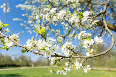 Close-up of white cherry blossoms in spring