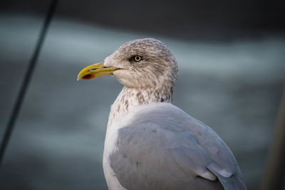 Close-up of seagull perching