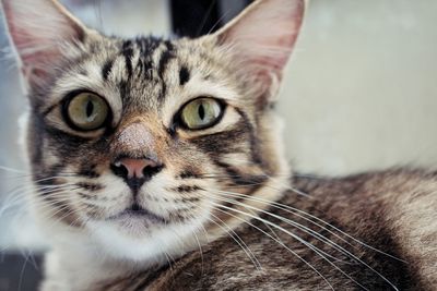 Close-up portrait of cat