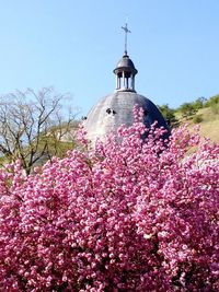 Low angle view of pink flowers blooming on tree