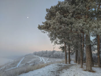 Trees on snow covered land against sky