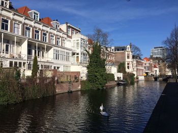 Swan on water in city against sky