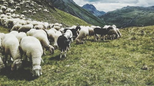 Cows grazing on field