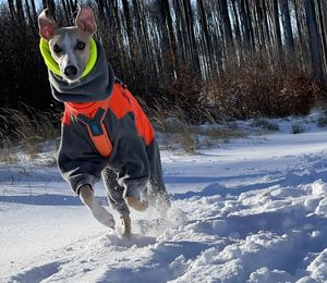 Dog running on snow covered field