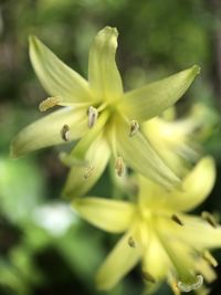 Close-up of flowering plant