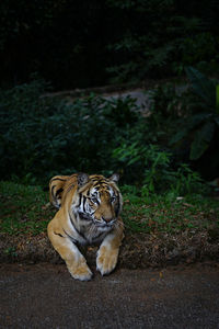 Close-up of a tiger looking away