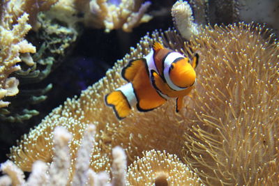 Fish swimming in sea