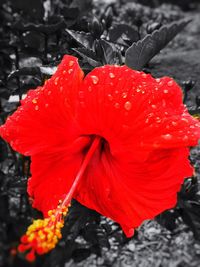 Close-up of red poppy flower