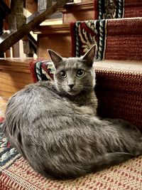 Close-up of cat lying on bed at home