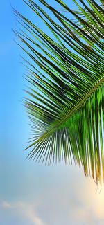 Low angle view of palm tree against sky