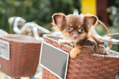 Close-up portrait of a dog