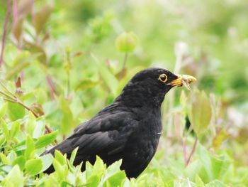 Close-up of bird perching on a land