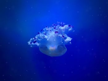 Close-up of jellyfish swimming underwater