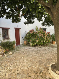 Trees and plants growing outside house in yard